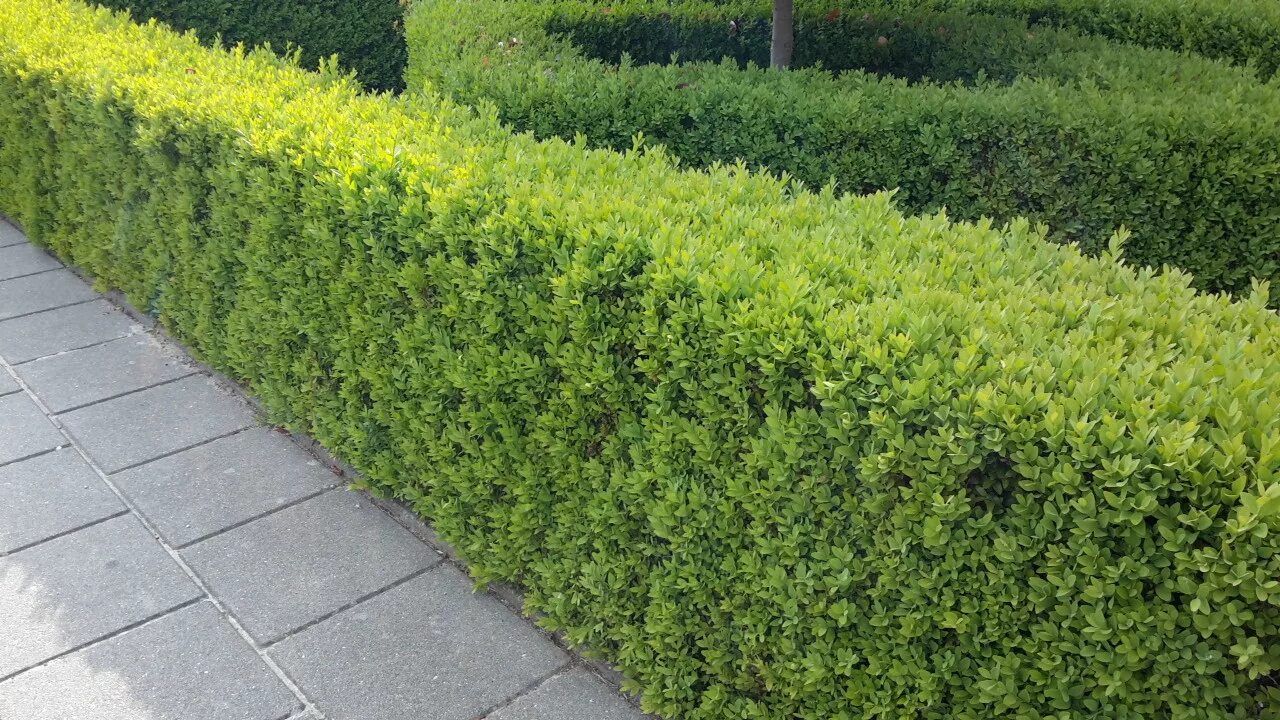 Buxus sempervirens самшит. Самшит буксус. Самшит буксус живая изгородь. Самшит вечнозеленый живая изгородь. Боскет французский партер.