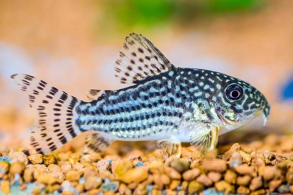 Коридорас крапчатый (Corydoras paleatus) купить - Живая планета