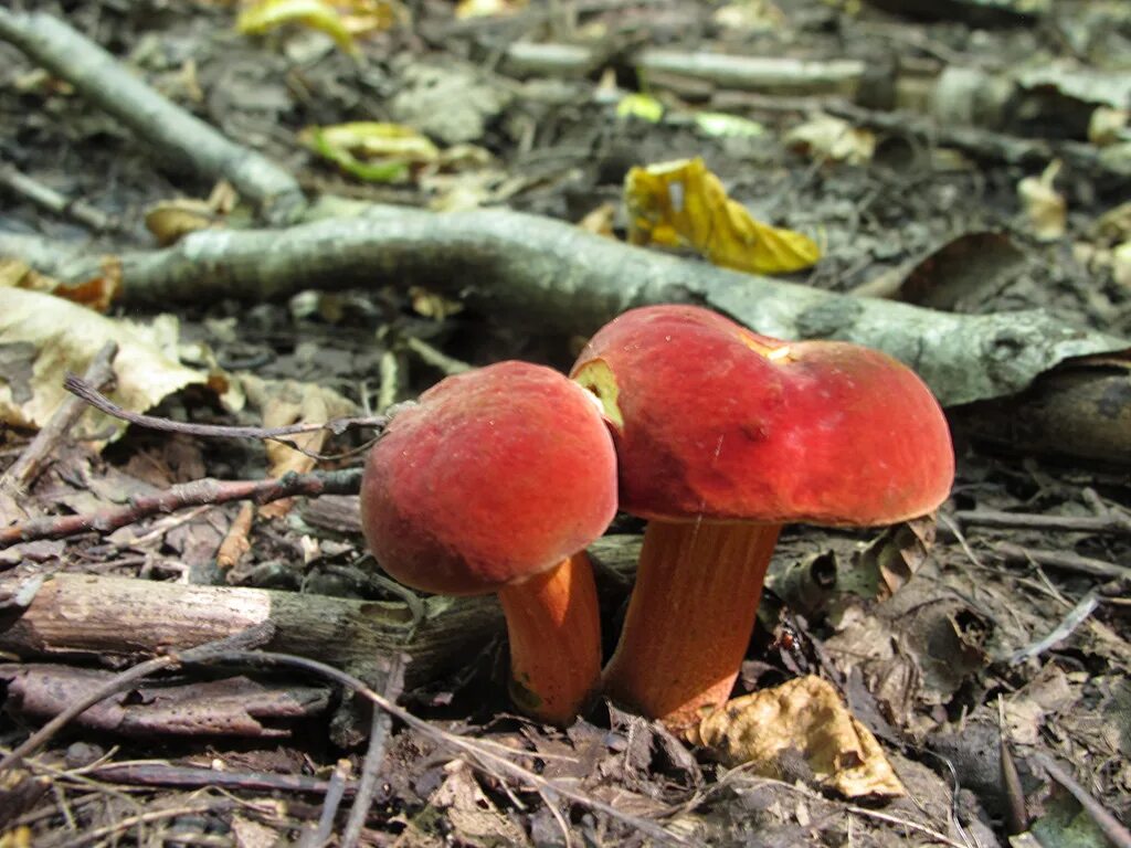 Соленые красные грибы. Моховик красный Hortiboletus rubellus. Моховик красный (Boletus rubellus). Моховик красный Xerocomus rubellus. Сосне. Красные грибы..