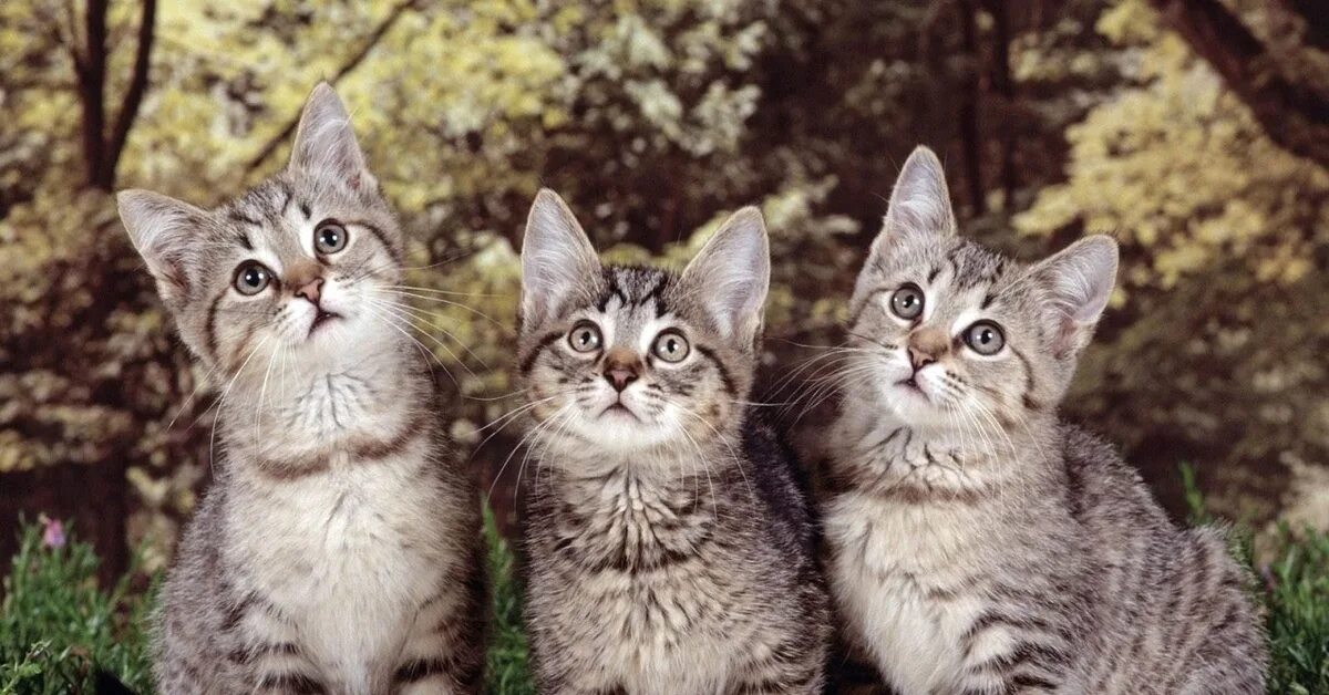 Кошки. Котята. Три кота. Котятки :3.