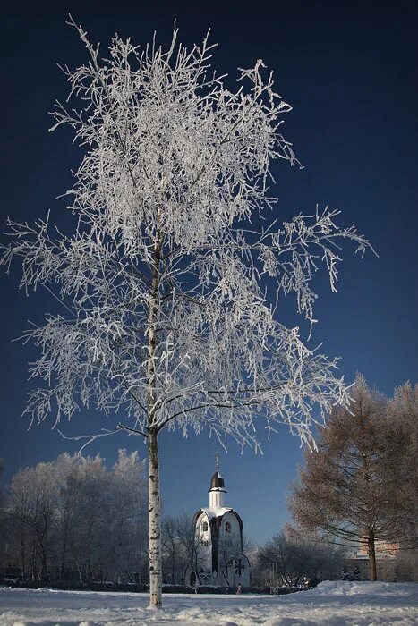 Храм и березы. Береза и Церковь. Храм с Берёзками зимний. Фотосессия зимой у берез. Березка александров