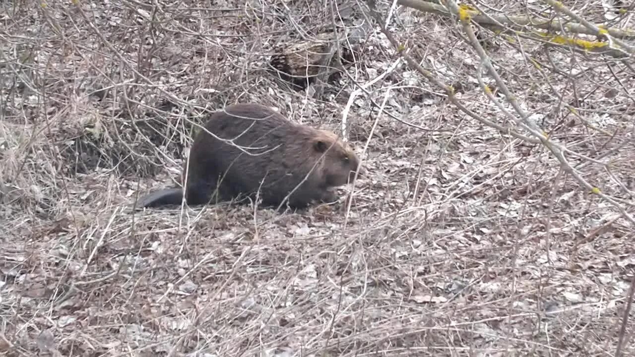 Нападают ли бобры на людей