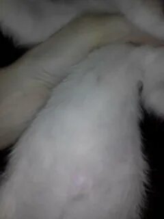 Живот котенка 2 месяца