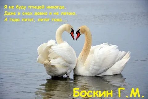 Птицы любви и верности