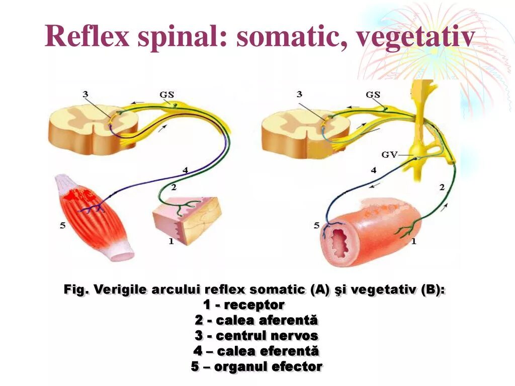 Рефлекс красного цвета соматика. Spinal Reflex Somatic. Reflex Arc. Oddiy Refleks Yoyi.