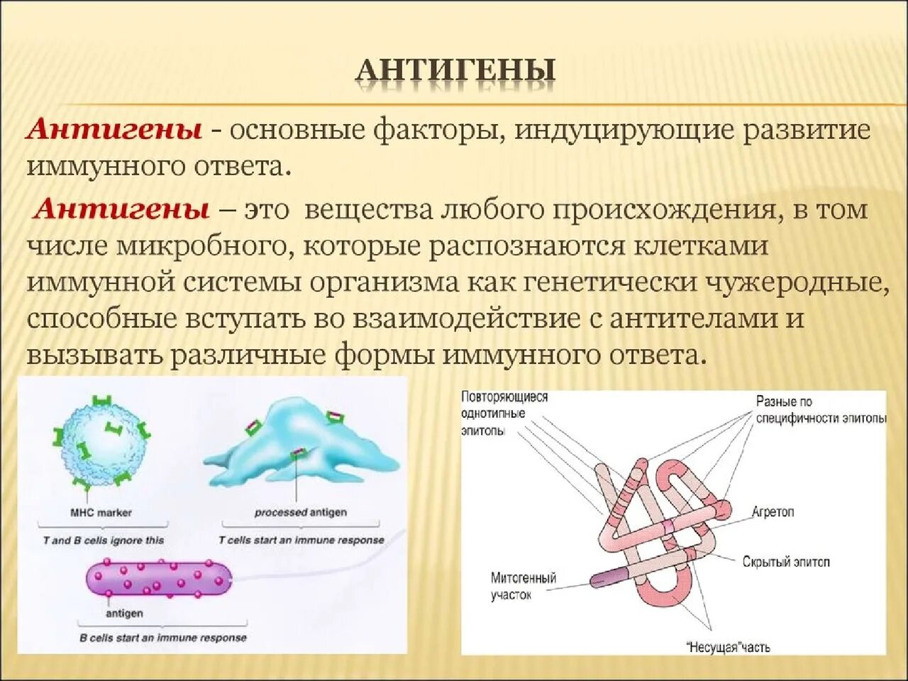 Экзогенные антигены. Антигены. Антиген антитело. Презентация антигена. Антигены, как вещества это:.