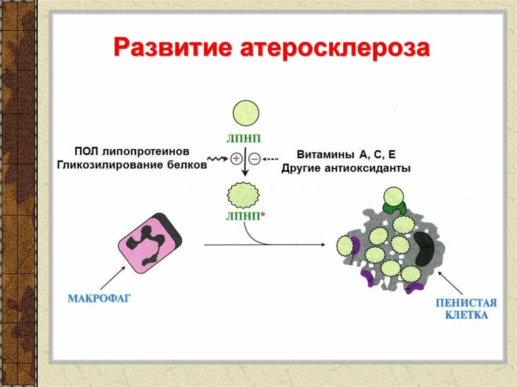 Атеросклероз лпнп. Биохимические механизмы развития атеросклероза. гликозилирование лпнп. механизм развития атеросклероза биохимия. липопротеины при атеросклерозе.