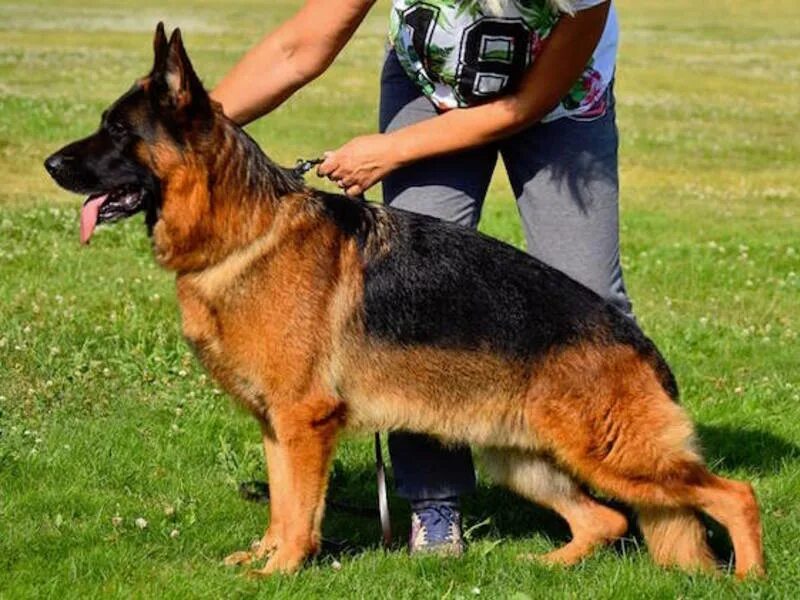 авито немецкая овчарка московская. авито немецкая овчарка московская. щенок немецкой овчарки 1ю. авито немецкая овчарка московская. алла шипилова овчарка калининград.