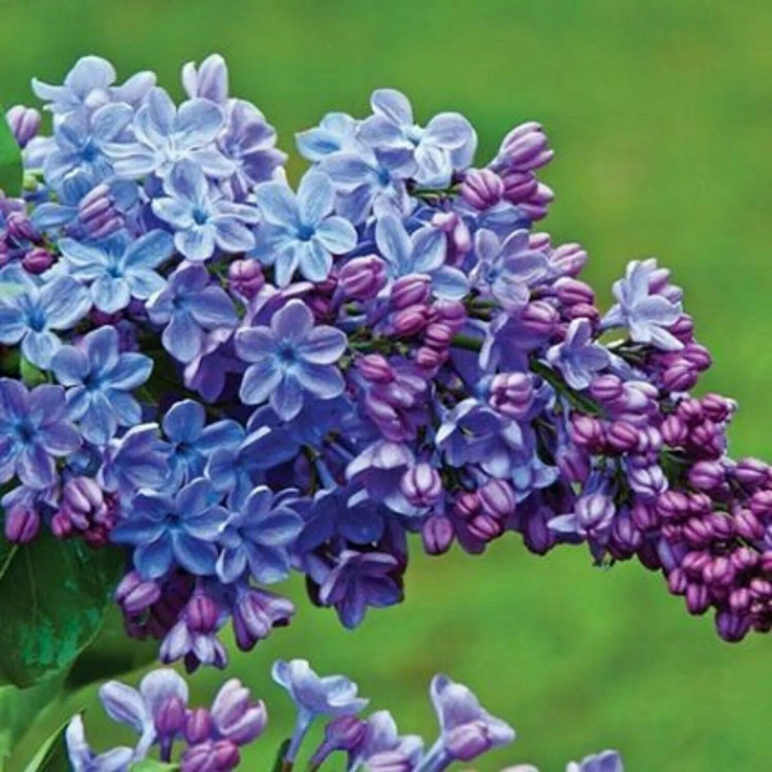 Сирень блю дануб. Lilac blue. Сирень lilac wonder. Lilac blue. Сирень блю дануб.