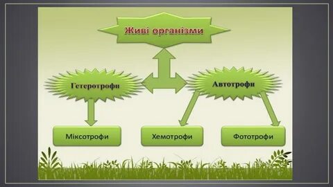 Источник энергии автотрофов