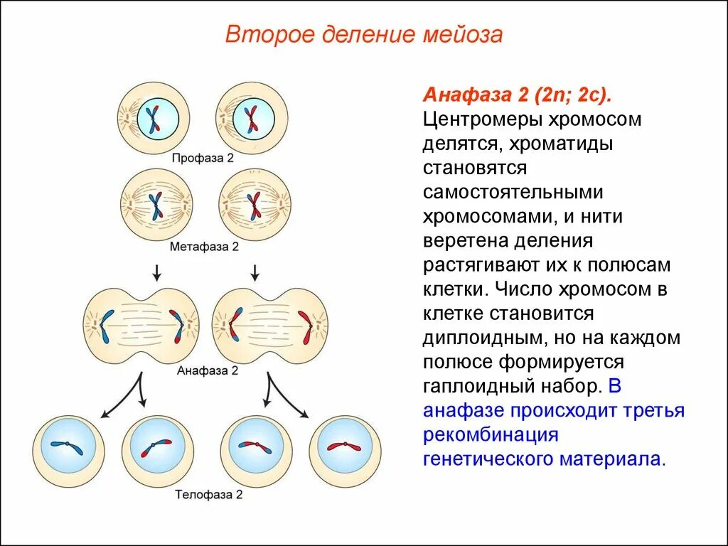 Количество хромосом в дочерних клетках мейоз. Деление клетки мейоз анафаза 2. Набор клетки мейоза 2. Анафаза 2 деления мейоза. Мейоз 2 набор хромосом.