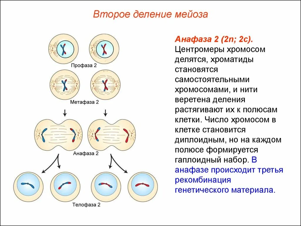 Мейоз задание егэ