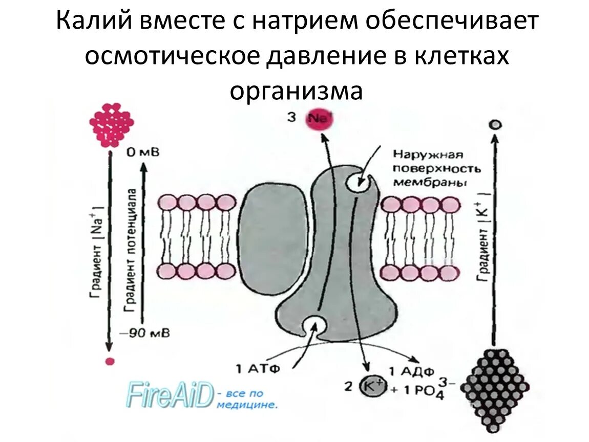 Натрий и вода в организме. Калий натриевый насос схема. Функции натрий калиевого насоса. Функции калий натриевого насоса.