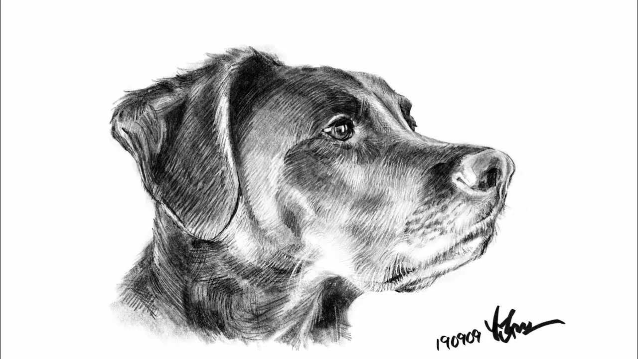 Как рисовать дог дея. Собака рисунок. Собака рисунок карандашом. Рисунки собак простым карандашом. Собака детский рисунок.