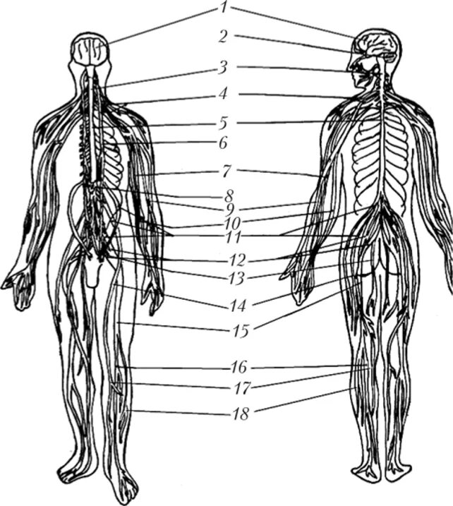 Периферические нервы и сплетения. Спинномозговые нервы анатомия человека. Сплетения спинномозговых нервов анатомия. Сплетения спинномозговых нервов схема. Нервные сплетения периферической нервной системы.