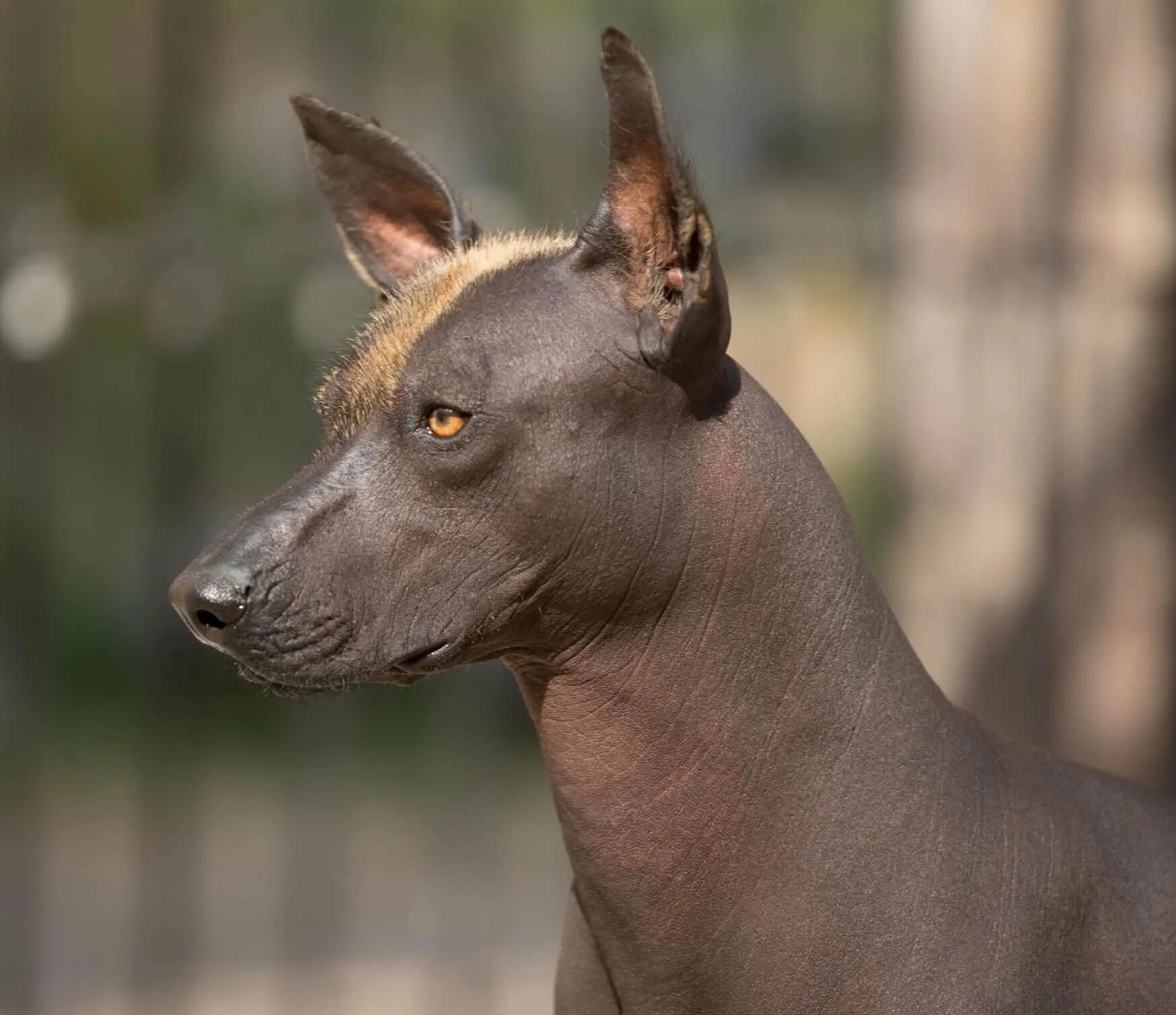 китайская хохлатая собака лысая. большая лысая собака. ксолоитцкуинтли анубис. ксоло мексиканская хохлатая. порода мексиканская ксоло.
