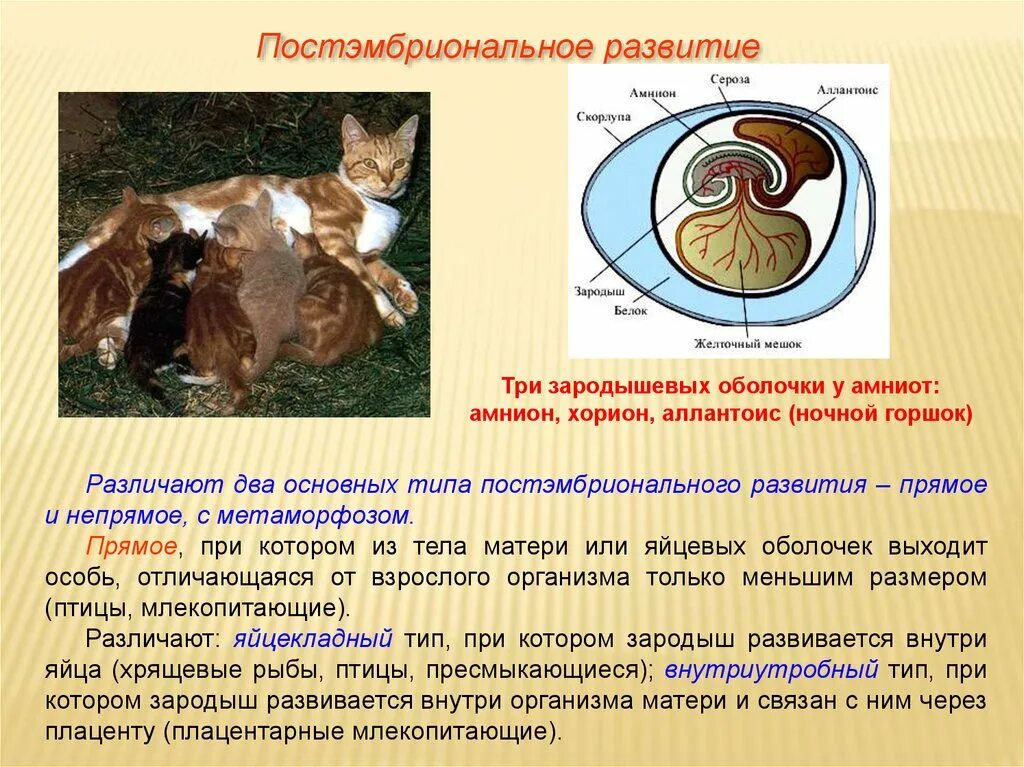 Где и как развивается плод млекопитающих. Постэмбриональное развитие млекопитающих. Развитие эмбриона млекопитающих. Развитие зародыша у млекопитающих. Этапы постэмбриональное развитие млекопитающего.