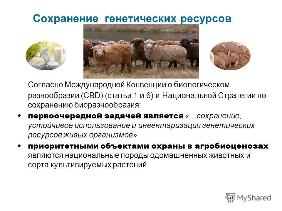 Предприятие животноводства. Сохранение пород животных. Метод селекции искусственный отбор. Выведение новых пород животных и сортов растений. Сельскохозяйственные животные и животноводство.