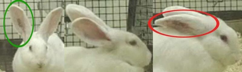 Почему уши у зайцев. Уши кролика. Кролик уши назад. Кролик с прижатыми ушами. Кролик поджал уши.