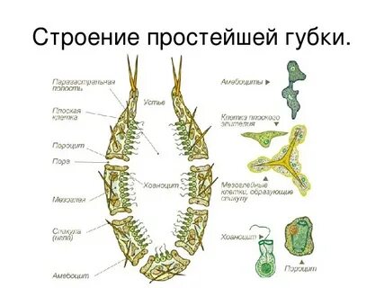 Вид 7 стр