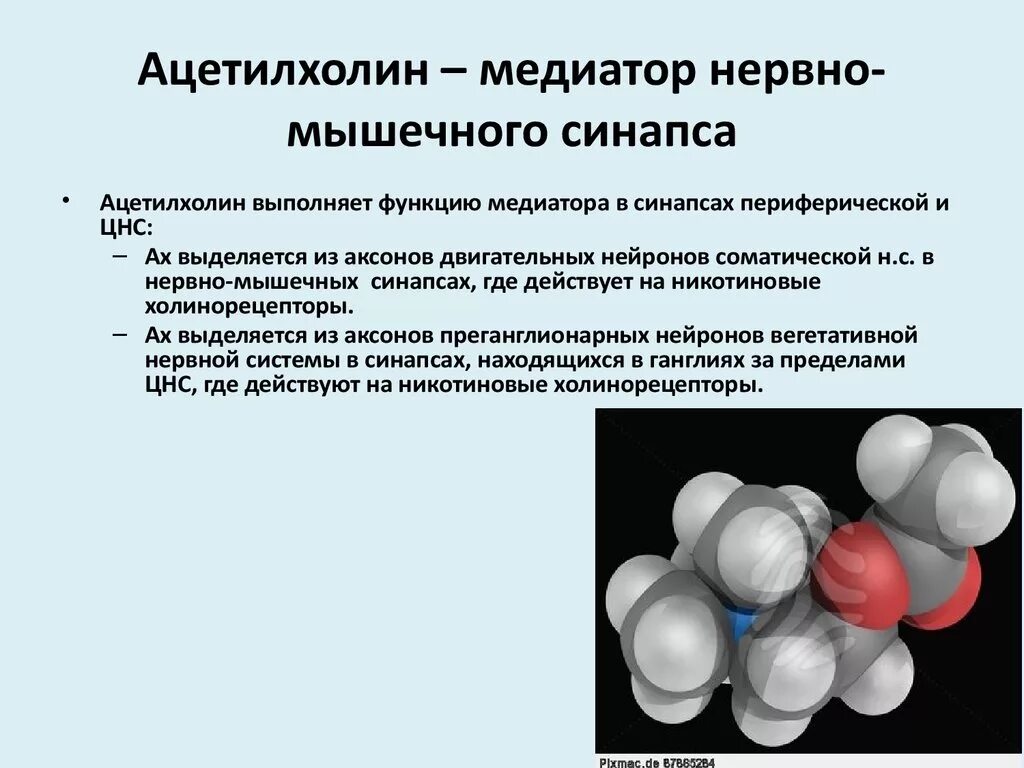 Роль медиаторов ацетилхолина. Ацетилхолин функции в нервной системе. Нейромедиатор ацетилхолин. Ацетилхолин медиатор функции.