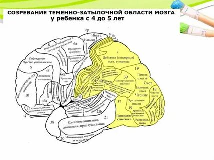 Системы развития мозга