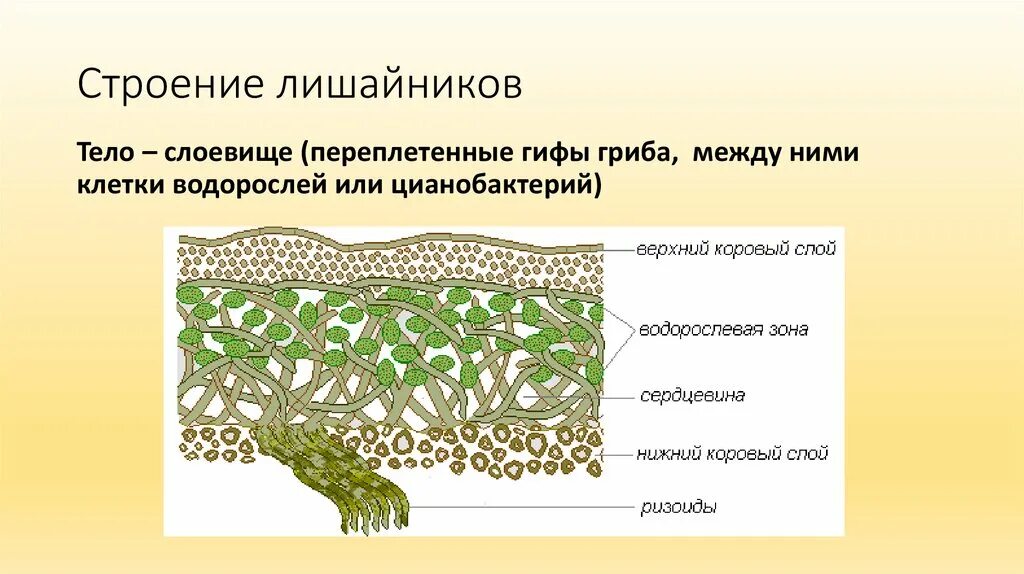 Строение слоевища лишайника. Строение кустистого лишайника. Строение лишайника слоевща. Схема слоевища лишайника.