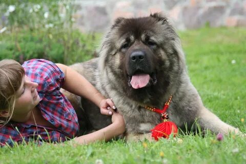 Кавказская собака щенки