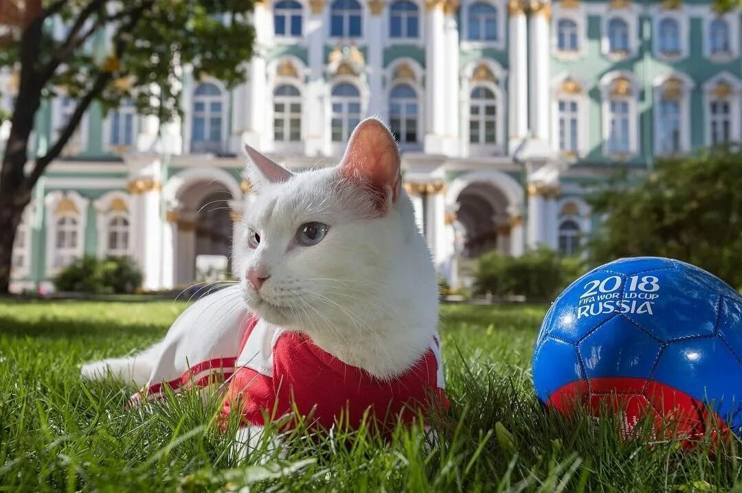 Коте эрмитаж. Эрмитажный кот ахилл. кот ахилл из эрмитажа. ахилл в эрмитаже. кот ахилл из эрмитажа фото.