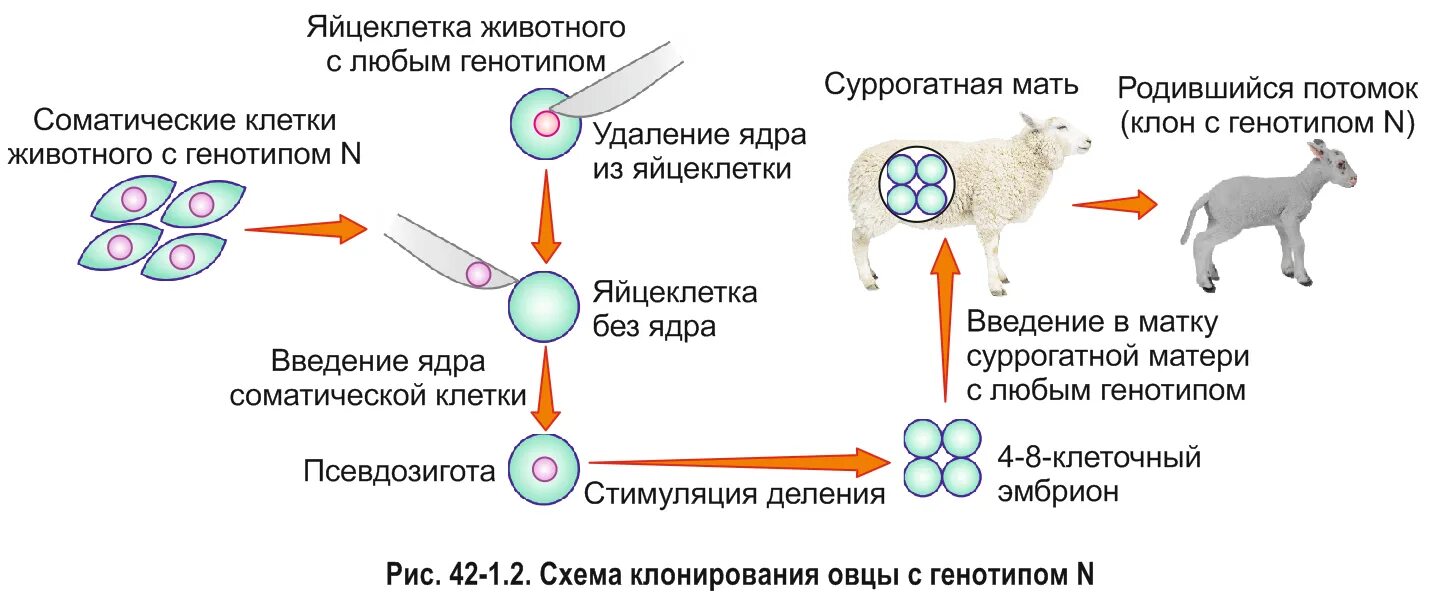 Клонирование организмов инженерия. Методы клеточной инженерии животных. клонирование трансгенных животных. схема получения трансгенных животных.
