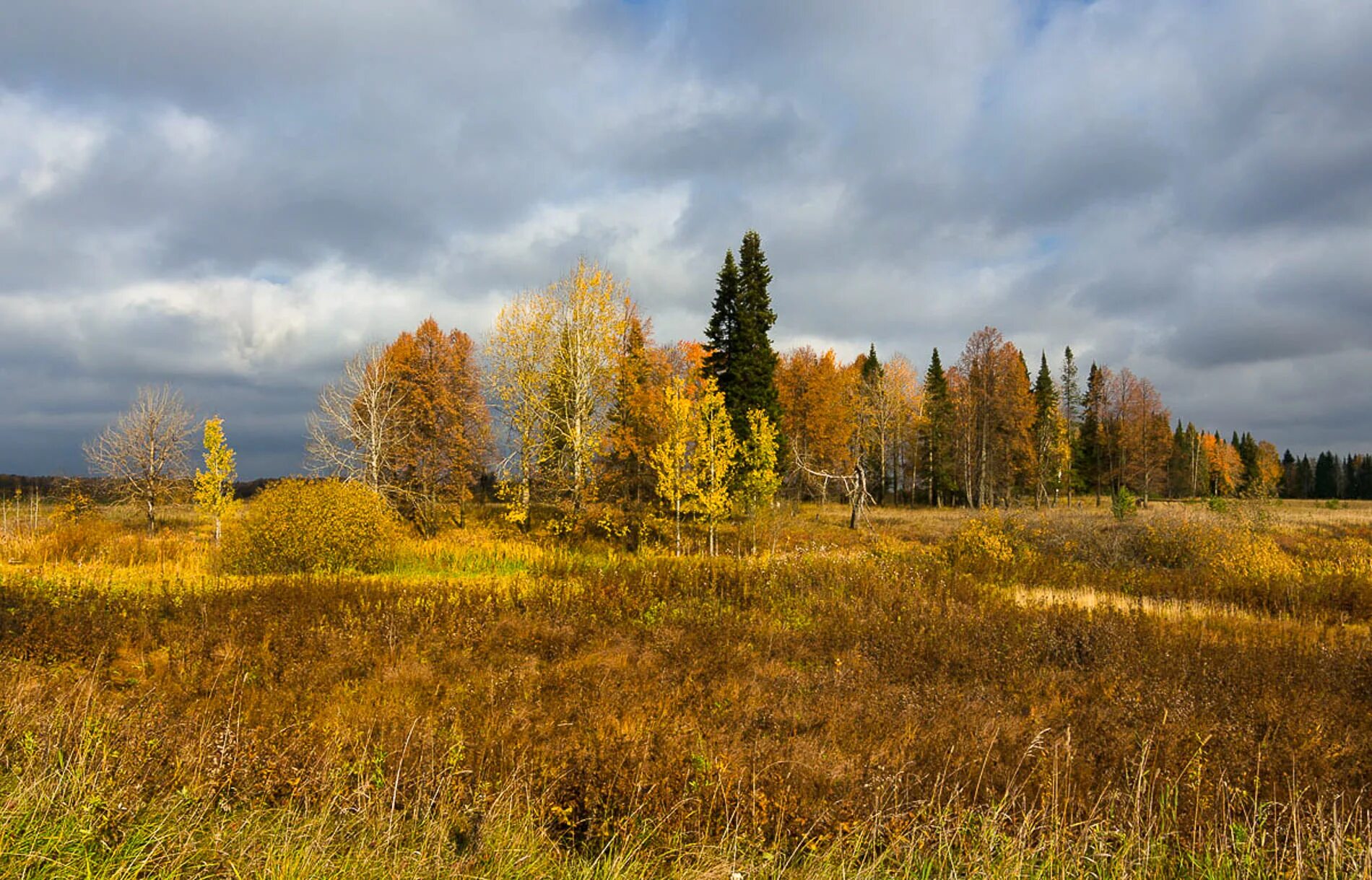 Родные перелески. Проселки перелески. Березовый перелесок. Перелесок перелёсок. Тверская область дер. перелески.