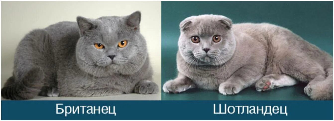 Шотландская британская разница. Британская вислоухая кошка. Шотландская кошка прямоухая и Британская отличия. Порода кошек британец вислоухий. Британская прямоухая вислоухая.