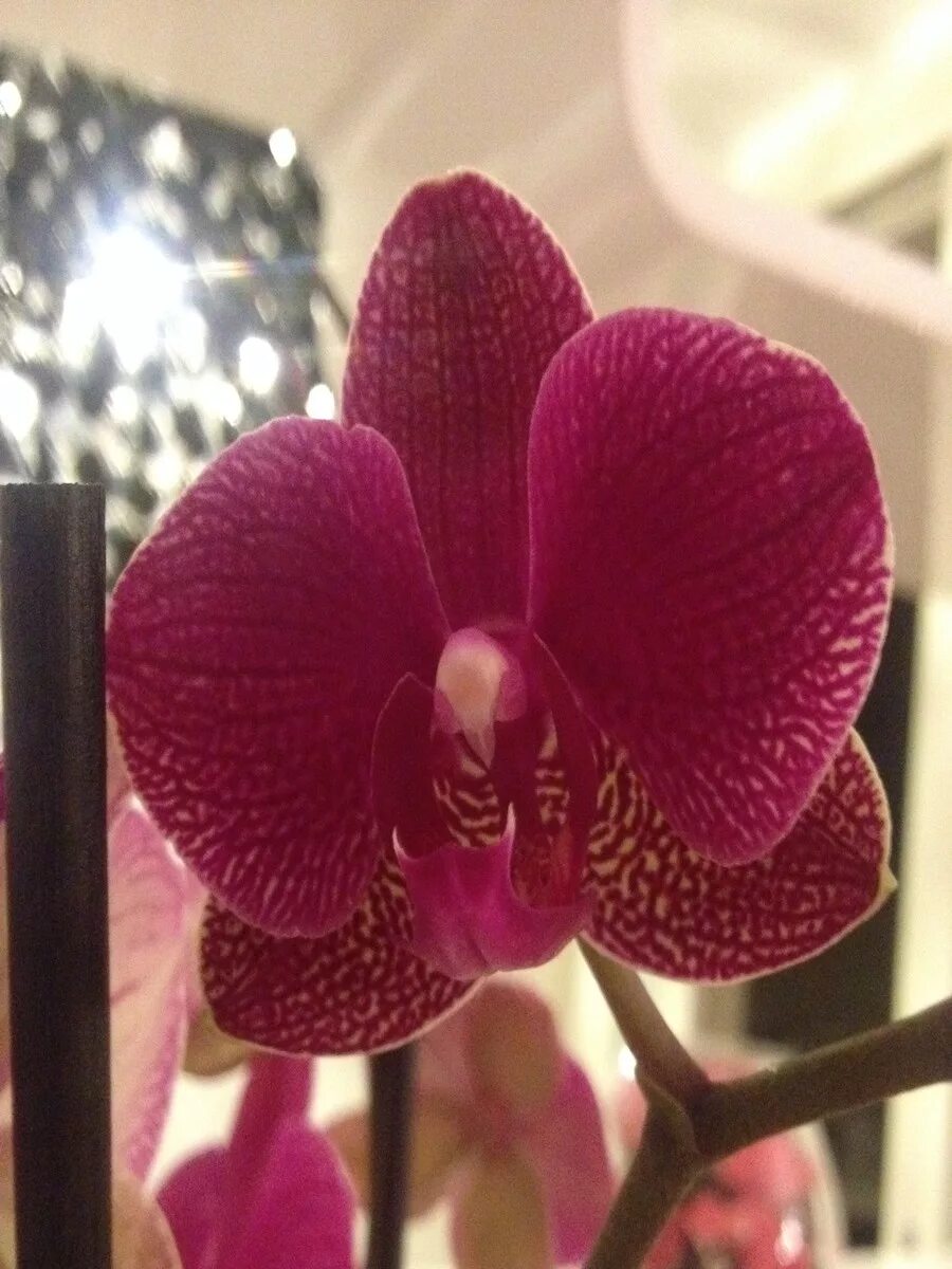 Орхидея сорт кимоно фото Орхидея кимоно фаленопсис 68 фото