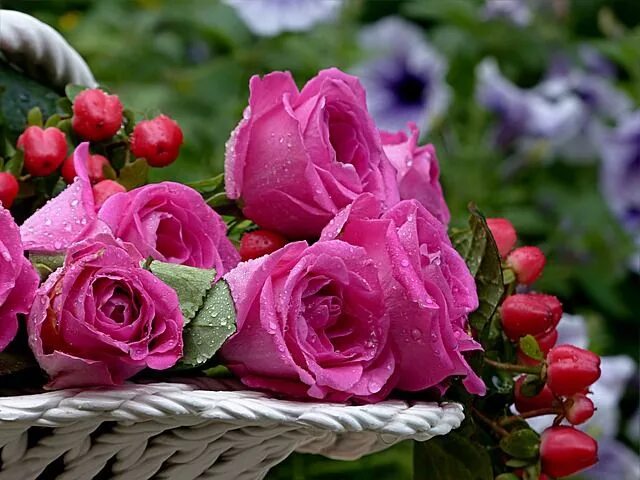 Hi Friends... Red Rose For You... - Steemit Rose flower wallpaper, Beautiful ros