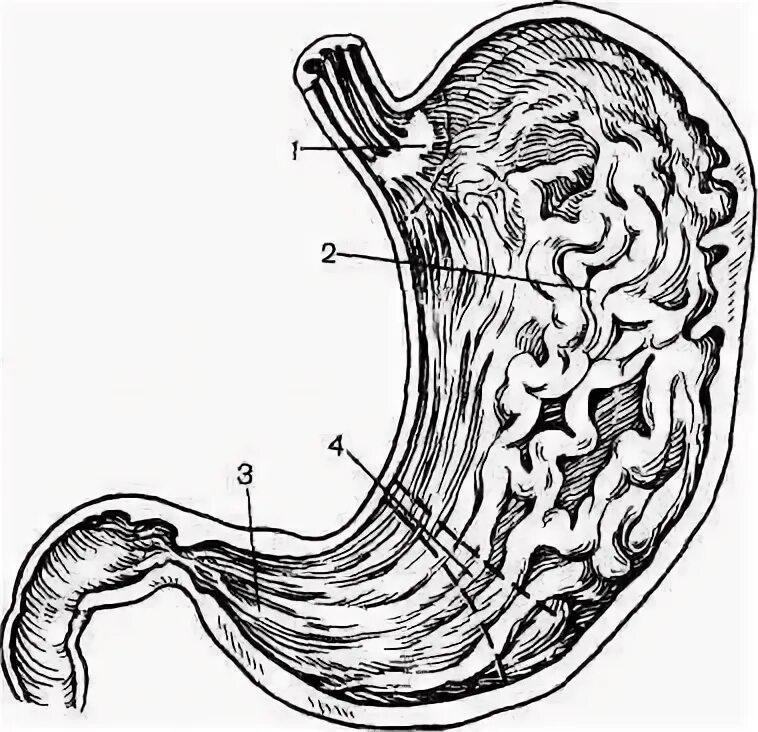 Какие железы расположены в желудке. Фундальные железы желудка клетки. Зоны желез слизистой оболочки желудка. Железы желудка схема. Париетальных клеток слизистой оболочки желудка.