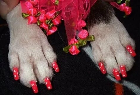 Когти собаки и ногти обезьяны