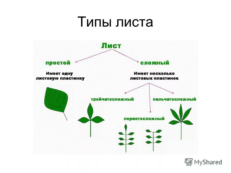 Лист групп. Простые и сложные листья схема. Листья черешковые и сидячие простые и сложные. Типы листьев. Типы простых листьев.