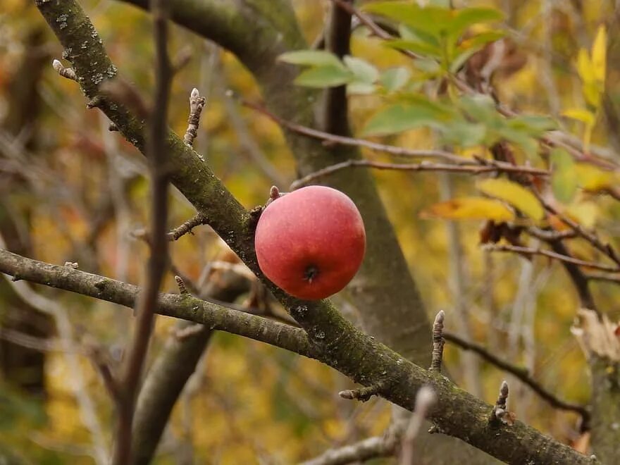 Дикая яблоня в лесу. Колючки дикой яблони. Дикие яблоки. Яблоня с колючками на ветках. Дикая яблоня с шипами.