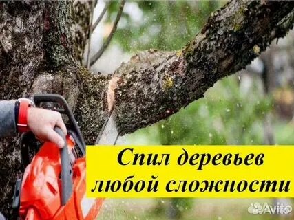 Люба дерево