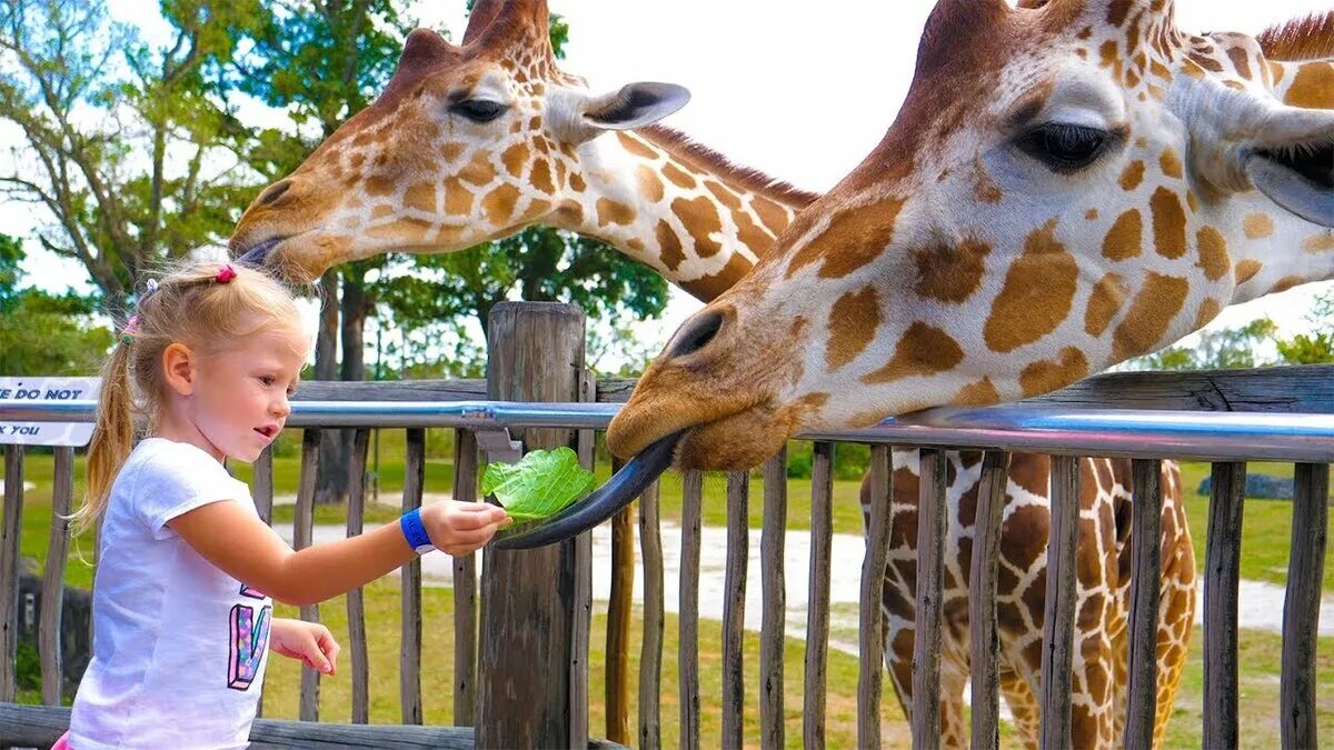 Zoo child. Дети в зоопарке. Люди в зоопарке. Девочка в зоопарке. Жираф в зоопарке.