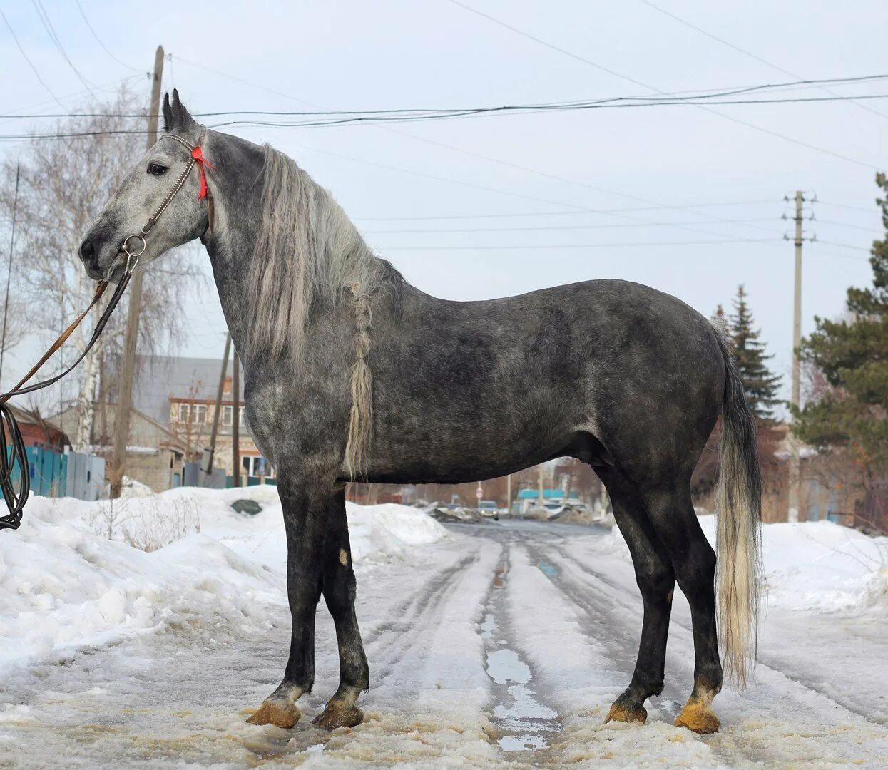 Продажа лошадей иркутский. Орловский рысак. Лошадь породы Орловский рысак. Орловский рысак (Орловская рысистая). Старотипный Орловский рысак.