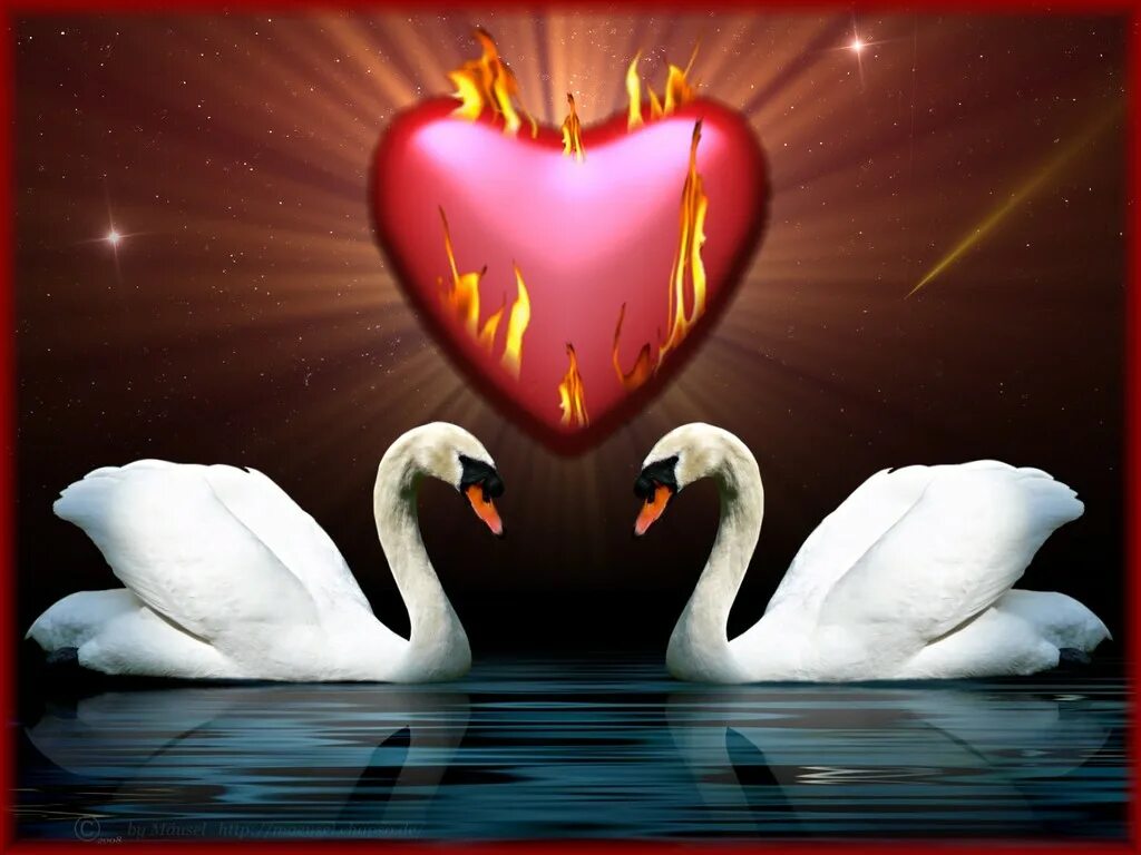 Красная верность. Лебеди сердце. Любовь и лебеди. Влюбленные лебеди. Два лебедя.