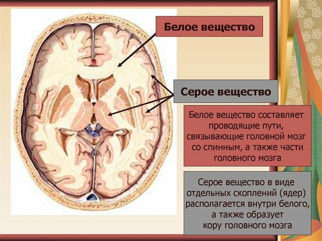 Мозг в разрезе серое и белое вещество. Распределение серого и белого вещества в головном мозге. Белое вещество. Белое вещество головного мозга анатомия. Строение мозга серое и белое вещество