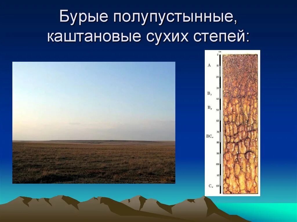 Географическое положение полупустынных почв. Почвенный профиль бурые полупустынные почвы. бурые полупустынные почвы территории рф. бурые полупустынные почвы растительность. бурые полупустынные почвы гумус.