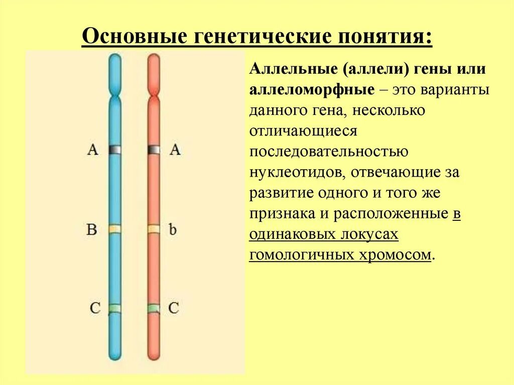 Местоположение гена в хромосоме. Аллельные гены Локус. Аллель и аллельные гены. Аллельные гены понятие. Аллели в хромосомах.