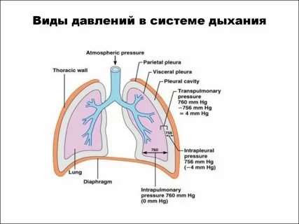 Компоненты дыхательной системы