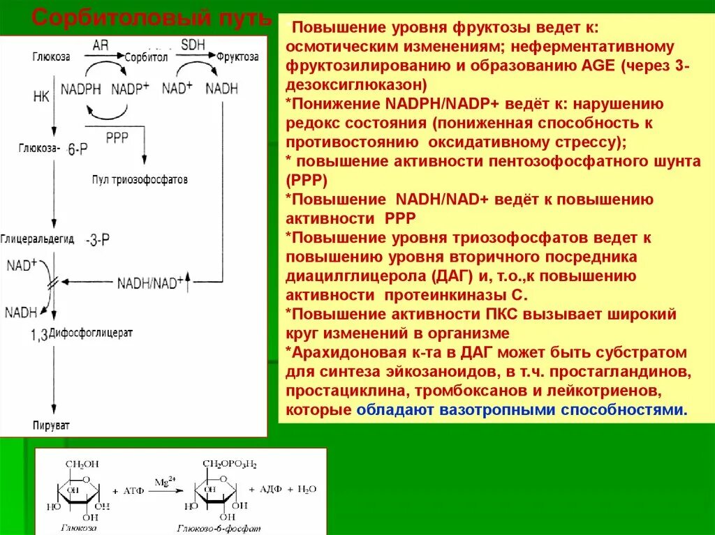 Нарушения фруктозы. Сорбитоловый путь превращения Глюкозы. Сорбитоловый путь окисления Глюкозы. Сорбитоловый путь метаболизма Глюкозы. Полиоловый путь метаболизма.