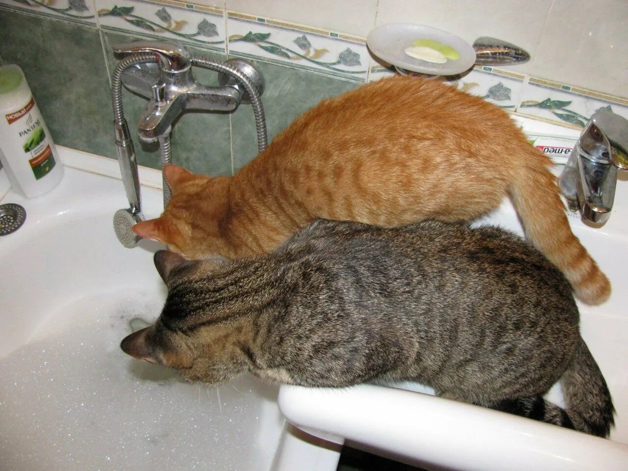 Кот под ванной. Котик в ванной. кот в ванне. котейка в ванне. коты моются.