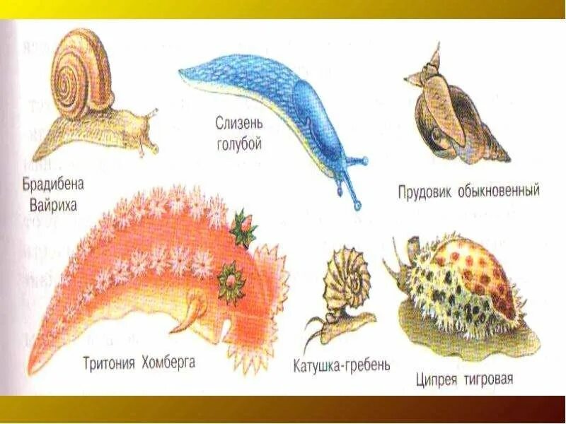 Какой тип развития характерен для прудовика обыкновенного. Рисунок представителя брюхоногих моллюсков. Брюхоногие моллюски из учебника. Брюхоногие моллюски рисунок биология. Прудовик обыкновенный рисунок.