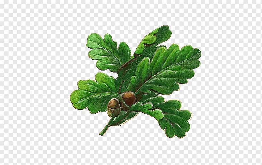 Дубовая ветвь с желудями. Дубовый лист. Ветка дуба с желудями вектор. Дуб черешчатый веточка. Дуб монгольский желуди.